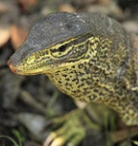 Yellow-spotted Monitor 